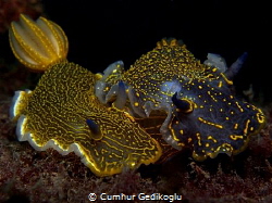 Felimare picta by Cumhur Gedikoglu 